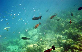 Fish swimming near the coral reef at Fakarava Atoll in French Polynesia, one of Fran's favorite places to snorkel